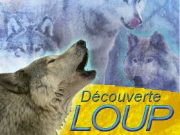 Location loups